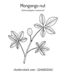 Image result for Schinziophyton