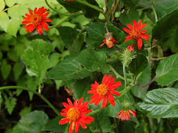 Image result for Senecio consanguineus