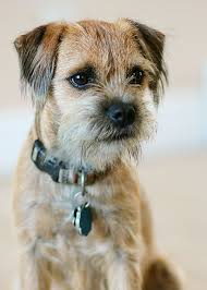 9 Months Old Border Terrier Terrier Dogs Border Terrier Terrier