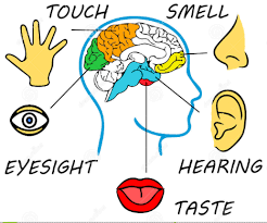 Our Sense Organs Diagram Quizlet