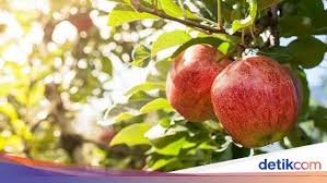 Gambar buah apel beserta manfaatnya. Makanlah Buah Apel Setiap Hari Untuk Dapatkan 10 Khasiat Sehat Ini