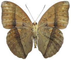 Image result for Rawsonia burtt-davyi