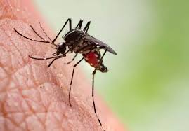 Image result for Malaria