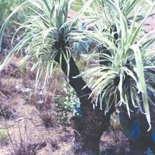 Image result for Xerophyta villosa