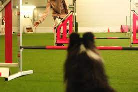 Bequeme liegeplätze, freilauftüren, absperrgitter uvm. Agility Teamsport Fur Hund Und Mensch