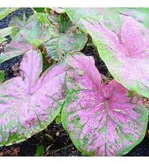 Florida Roselight Caladium Caladiumbulbs Com Amaryllis Plant Plants Bonsai Plants