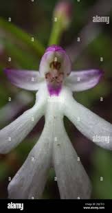 Image result for Cynorkis kassneriana