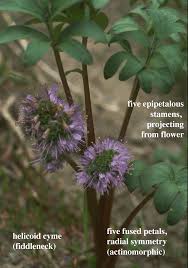 Image result for Hydrophyllaceae