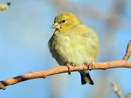 Starting in spring, the upperparts of the male american goldfinch are bright yellow, with black wings, tail, and forehead, and 2 white wing bars and tail spots. American Goldfinch Identification All About Birds Cornell Lab Of Ornithology