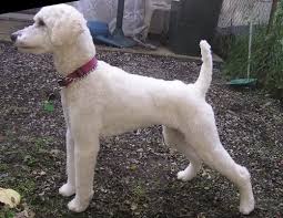 Maybe you would like to learn more about one of these? I Love A Nice Poodle Even Without The Fancy Hair It S A Beautiful Intelligent Dog Dog Training Dog Behavior Best Dog Training