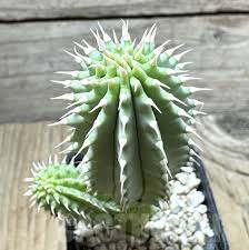 Image result for Hoodia currorii