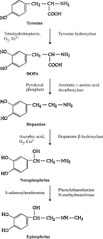 Neurotransmitters An Overview Sciencedirect Topics