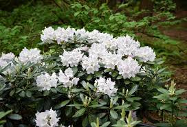 Rhododendron Cunningham S White 40 50 Cm Cunninghams Rhododendron White In 2020 White Gardens Rhododendron Versailles Garden