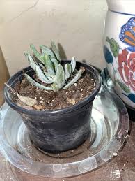 Image result for tbn:HNtrRnQBmFuaxM::www.bluechopsticks.com/img_large/800CC_0805S1015.jpg