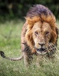 About Wild Animals A Lion Just About To Attack Prey Animals Wild Animals Lion