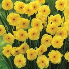 Narcissus Sun Disc Jonquilla Daffodil Sun Sundisc Sundisk Bulb Flowers Daffodils Daffodil Bulbs