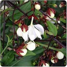 Image result for Clerodendrum fuscum