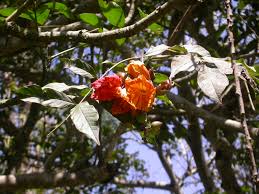 Image result for Fernandoa magnifica