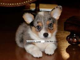 Pembroke welsh corgi puppies ready for their permanent homes on july eighth. Merle Corgi Breeder Home Of Pembroke Welsh Corgis Andamerican Corgis