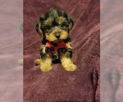 We are a god fearing family located in central illinois. Puppies For Sale In Illinois Usa Page 1 10 Per Page Puppyfinder Com