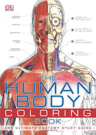 The muscular system creates body heat and also moves the: The Human Body Coloring Book Pdf By Dklondon Issuu
