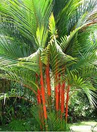 Cara menanam tanaman palem kuning di pot. Pokok Jenis Palma