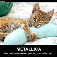 Pin By Annie Mullins On Metallica Funny Animals Funny Animal Memes Funny Cats