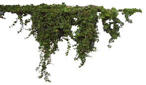 Plants Png Transparent Images Png All Architecture Collage Tree Photoshop Landscape Architecture Drawing