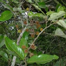 Image result for Peraceae