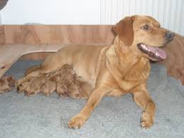 Check spelling or type a new query. Fox Red Labrador Puppies For Sale Woodbridge Suffolk Pets4homes