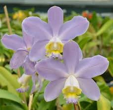 Image result for Pycnostachys coerulea