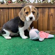 The beagle is loving,sweet and gentle, happy to see everyone, greeting them with a wagging tail and is sociable, brave and intelligent. Beagle Puppy For Sale Petfinder