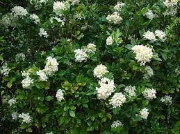 Image result for Murraya paniculata