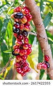 Image result for Lepisanthes