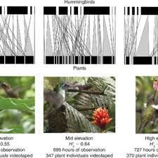 These flowers grow exclusively meant for hummingbirds. Pdf Morphological Traits Determine Specialization And Resource Use In Plant Hummingbird Networks In The Neotropics