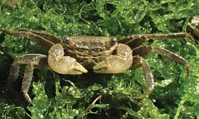 Image result for Indigofera soutpansbergensis