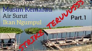 Cafe yang keren di danau saguling batujajar dekat kota bandung, review daily escape cafe & culture. Mancing Nila Liar Waduk Saguling Mumpung Lagi Musim Kemarau Ikan Nila Nya Banyak Youtube