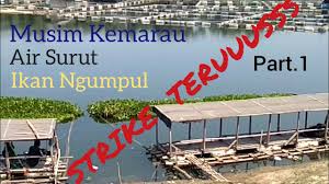 Danau saguling surut / danau saguling surut : Mancing Nila Liar Waduk Saguling Mumpung Lagi Musim Kemarau Ikan Nila Nya Banyak Youtube