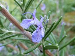 Romarin Bienfaits Des Plantes Medicinales Plante Medicinale Plante Romarin
