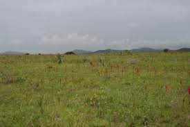 Image result for Satyrium monadenum