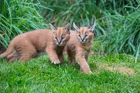 Caracal kitten,africa serval kitten,ocelot kitten hling. Recently Named Caracal Kittens Go Exploring Zooborns