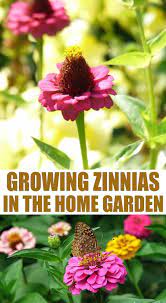 How To Grow Zinnias Easiest Flowers To Grow Zinnias Pollinator Garden