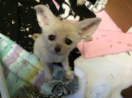 Find the perfect puppy for sale in florida at next day pets. Fennec Fox Kits Make Social Media Debut Zooborns