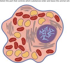 Check spelling or type a new query. Ixl Animal And Plant Cell Diagrams Identify Parts 5th Grade Science