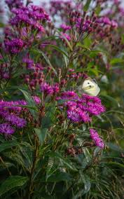 Image result for Vernonia praecox
