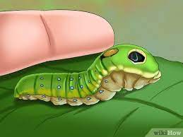 How to keep caterpillars out of garden. How To Keep Caterpillars Out Of The Garden 9 Steps