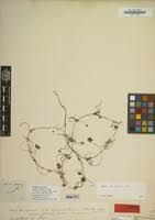 Image result for Marsilea apposita