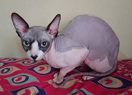 Sphynx Kedisi Vikipedi