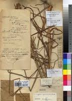 Image result for Urelytrum agropyroides