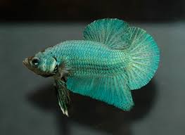 Get latest info on betta fish, siamese fighting fish, suppliers, manufacturers, wholesalers, traders, wholesale suppliers with betta fish prices for buying. 8 Fascinating Facts About Siamese Fighting Fish Betta Fish Pethelpful By Fellow Animal Lovers And Experts